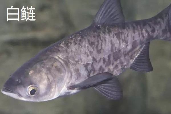 花鲢和白鲢价格对比 (花鲢是否比白鲢贵)插图6