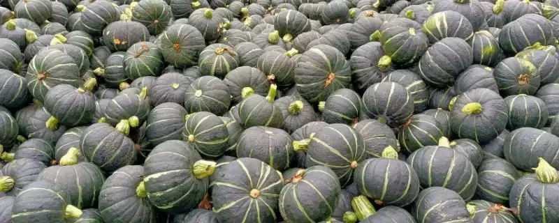 常见瓜菜类蔬菜列举 (常见瓜菜类蔬菜是否有南瓜等)-会东网