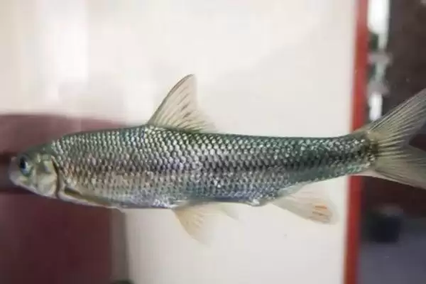 多鳞白甲鱼物种分类 (多鳞白甲鱼是否为鲤科白甲鱼属鱼类)插图3 多鳞白甲鱼物种分类 (多鳞白甲鱼是否为鲤科白甲鱼属鱼类)插图3