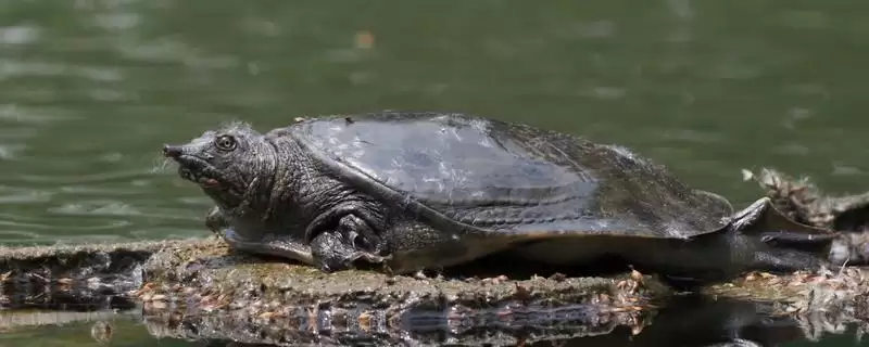 丁马甲鱼物种认定 (丁马甲鱼是否指中华鳖)-会东网