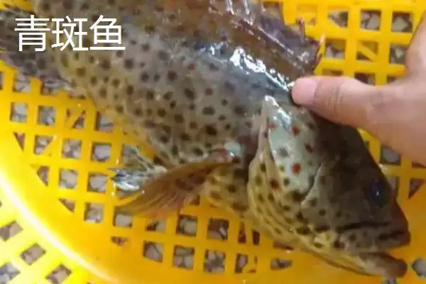 青斑鱼和石斑鱼差异 (青斑鱼和石斑鱼在生活环境等方面是否不同)插图1