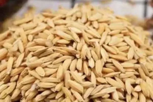 五谷指代内容 (五谷是否指稻、黍、稷、麦、菽)插图7 五谷指代内容 (五谷是否指稻、黍、稷、麦、菽)插图7