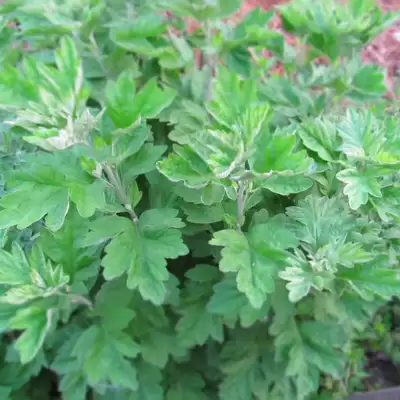 艾蒿种植方法详解, 初学者必看?-会东网