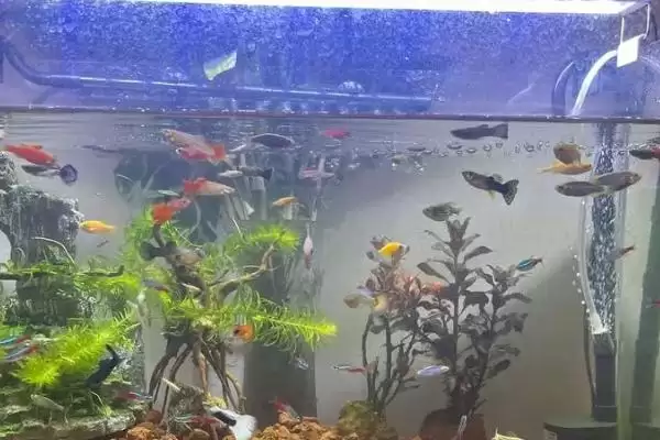 冬天喂鱼食物选择 (冬天喂鱼是否可喂水蚤等)插图1