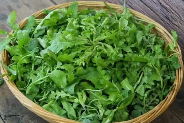 种植野菜利润因素 (种植野菜利润是否因品种等而异)插图1