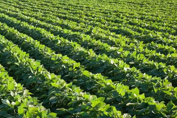 沃豆 18 大豆种子类别 (沃豆 18 大豆种子是否为普通品种)插图1