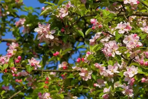 苹果开花时间节点 (苹果是否在 4 – 5 月开花)插图2 苹果开花时间节点 (苹果是否在 4 – 5 月开花)插图2