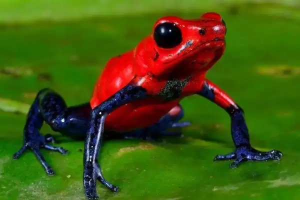 幽灵箭毒蛙物种分类 (幽灵箭毒蛙是否属于箭毒蛙科两栖动物)插图3 幽灵箭毒蛙物种分类 (幽灵箭毒蛙是否属于箭毒蛙科两栖动物)插图3