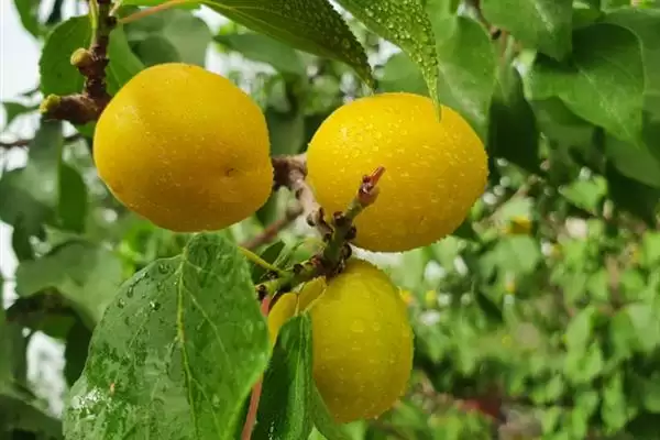 小白杏生长地域 (小白杏是否生长在天山脚下)插图2 小白杏生长地域 (小白杏是否生长在天山脚下)插图2