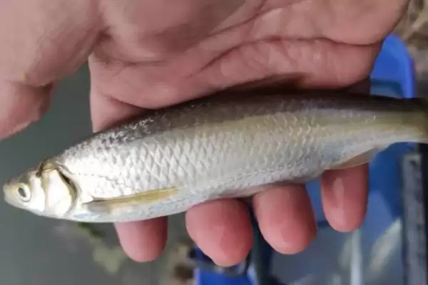 野钓鱼钩选择 (野钓时溪流钩比袖钩是否更具优势)插图5