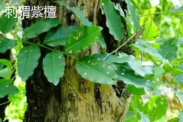 红木常见种类列举 (红木常见是否有降香黄檀等)插图7 红木常见种类列举 (红木常见是否有降香黄檀等)插图7