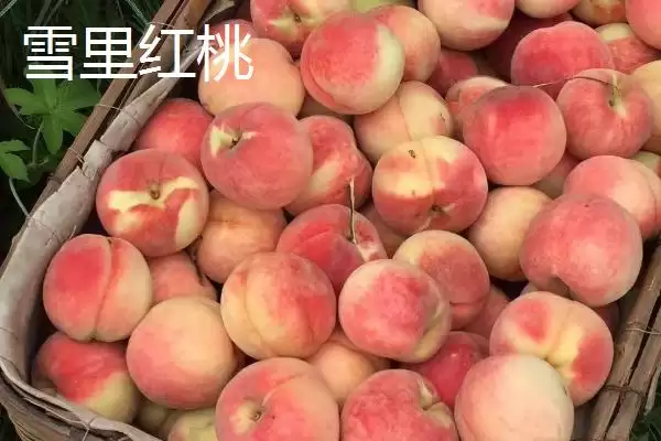 金秋红蜜桃等成熟时间 (金秋红蜜桃等桃子是否在 10 月成熟)插图5