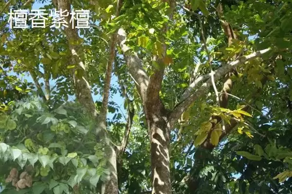 红木常见种类列举 (红木常见是否有降香黄檀等)插图2 红木常见种类列举 (红木常见是否有降香黄檀等)插图2