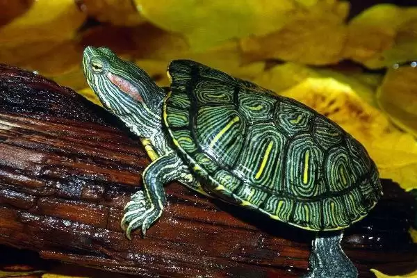 巴西龟应激反应 (巴西龟害怕时是否缩到龟壳)插图1 巴西龟应激反应 (巴西龟害怕时是否缩到龟壳)插图1