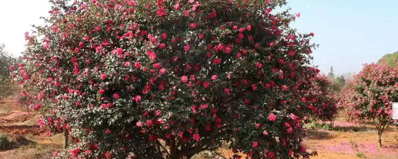 茶花植株特征 (茶花是否叶片薄、植株高大)-会东网