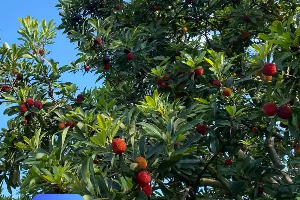 荸荠杨梅与东魁杨梅味道 (荸荠杨梅与东魁杨梅味道是否依个人口味而异)插图8 荸荠杨梅与东魁杨梅味道 (荸荠杨梅与东魁杨梅味道是否依个人口味而异)插图8