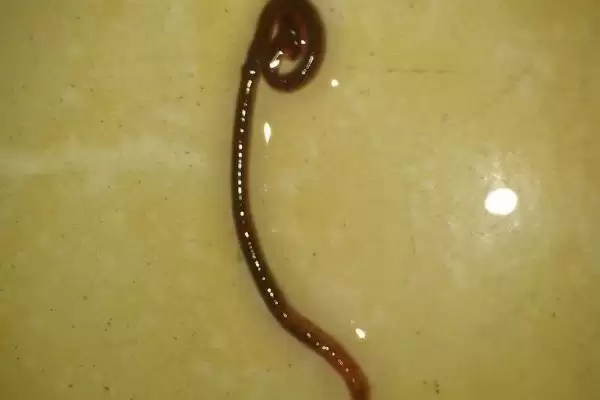 锦鲤鱼饲料分类 (锦鲤鱼饲料是否分为植物、动物、合成三类)插图6
