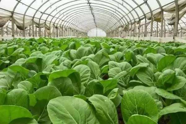 大棚蔬菜初期成本 (大棚蔬菜初期每亩成本是否为 7000 元左右)插图2