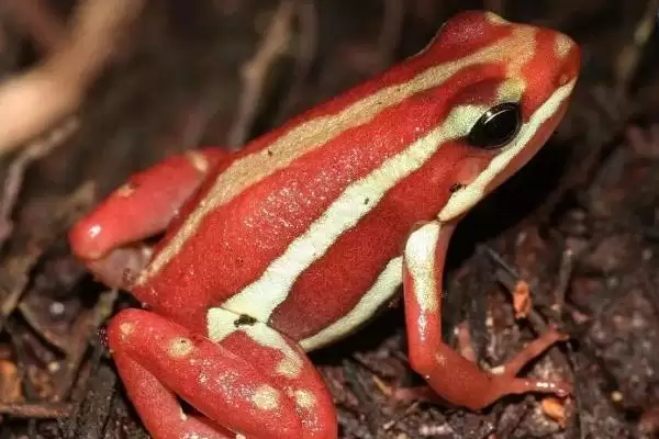 幽灵箭毒蛙物种分类 (幽灵箭毒蛙是否属于箭毒蛙科两栖动物)插图1 幽灵箭毒蛙物种分类 (幽灵箭毒蛙是否属于箭毒蛙科两栖动物)插图1