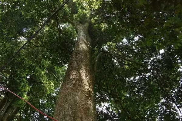 红木常见种类列举 (红木常见是否有降香黄檀等)插图12 红木常见种类列举 (红木常见是否有降香黄檀等)插图12