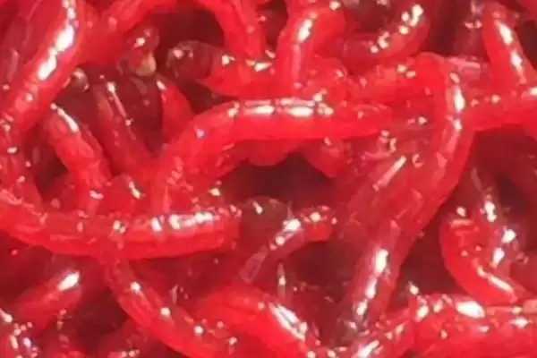 锦鲤鱼饲料分类 (锦鲤鱼饲料是否分为植物、动物、合成三类)插图2
