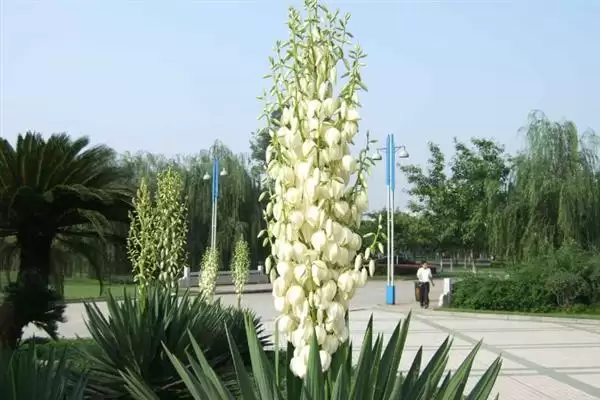 凤尾兰指代情况 (凤尾兰是否一般指凤尾丝兰)插图5