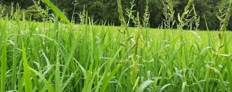 农田常见杂草种类 (农田常见杂草是否有稻稗草等)-会东网