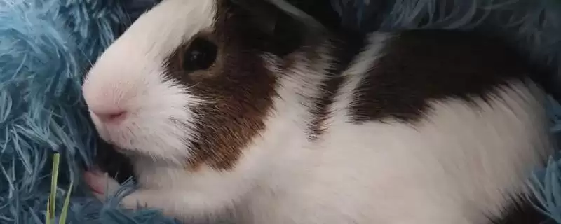 豚鼠喂养食物种类 (豚鼠是否可喂食杂草和蔬菜)-会东网