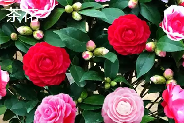 茶花植株特征 (茶花是否叶片薄、植株高大)插图4
