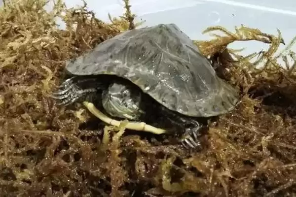 乌龟死亡前期表现 (乌龟死亡是否先停止活动)插图1