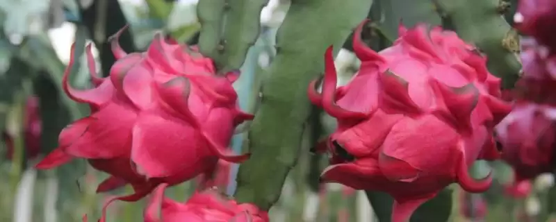 火龙果植物属性 (火龙果是否是火龙果树果实且属于仙人掌科)-会东网