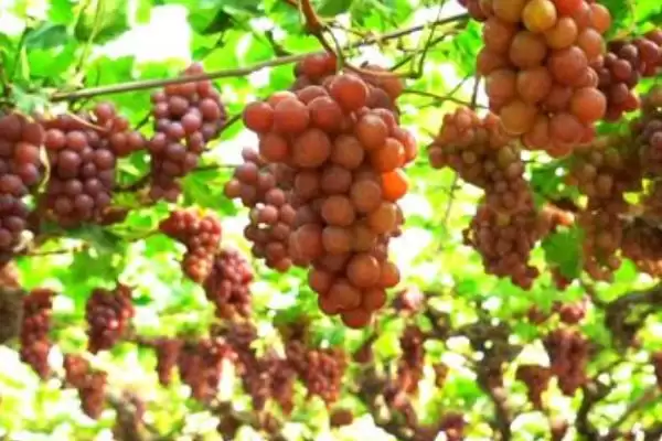 葡萄成熟时间段 (葡萄成熟期是否约在 7 – 10 月)插图2
