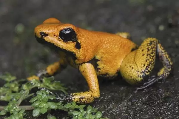 幽灵箭毒蛙物种分类 (幽灵箭毒蛙是否属于箭毒蛙科两栖动物)插图4 幽灵箭毒蛙物种分类 (幽灵箭毒蛙是否属于箭毒蛙科两栖动物)插图4
