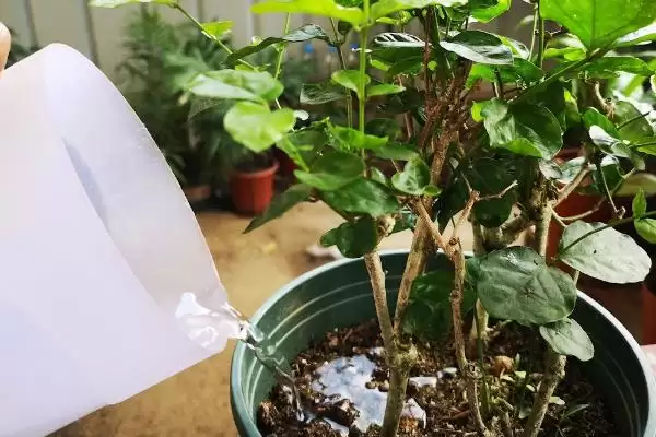 新买茉莉花掉苞原因 (新买茉莉花掉苞是否因环境不适)插图4