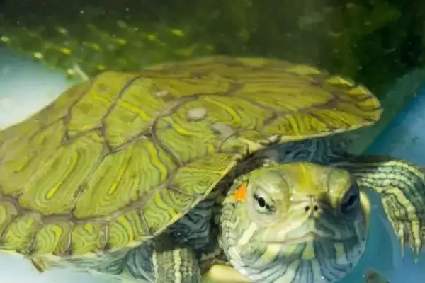 巴西龟投喂要点 (巴西龟投喂是否需定量)插图1 巴西龟投喂要点 (巴西龟投喂是否需定量)插图1