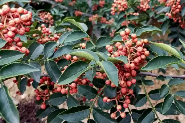 大门口种花椒树隐患 (大门口种花椒树是否有安全隐患)插图3 大门口种花椒树隐患 (大门口种花椒树是否有安全隐患)插图3