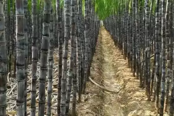 甘蔗种植与发芽时间 (甘蔗种植时间不同发芽时间是否不同)插图3