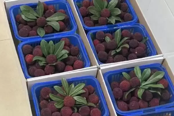 荸荠杨梅与东魁杨梅味道 (荸荠杨梅与东魁杨梅味道是否依个人口味而异)插图3 荸荠杨梅与东魁杨梅味道 (荸荠杨梅与东魁杨梅味道是否依个人口味而异)插图3