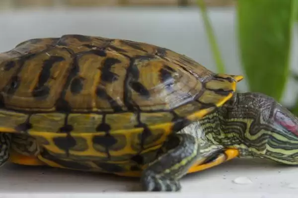 巴西龟应激反应 (巴西龟害怕时是否缩到龟壳)插图2 巴西龟应激反应 (巴西龟害怕时是否缩到龟壳)插图2