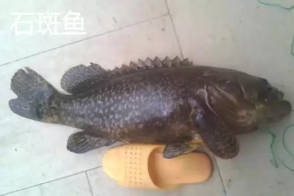 青斑鱼和石斑鱼差异 (青斑鱼和石斑鱼在生活环境等方面是否不同)插图2