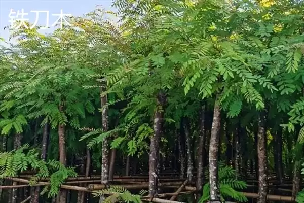 红木常见种类列举 (红木常见是否有降香黄檀等)插图8 红木常见种类列举 (红木常见是否有降香黄檀等)插图8