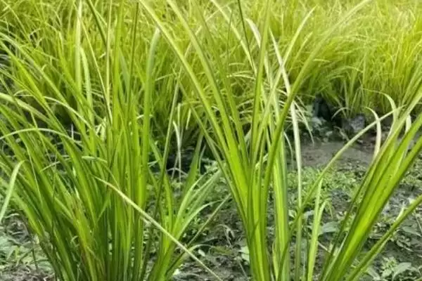 石菖蒲种植产量 (石菖蒲种植三年亩产鲜货是否为 400 – 500 公斤)插图3 石菖蒲种植产量 (石菖蒲种植三年亩产鲜货是否为 400 – 500 公斤)插图3