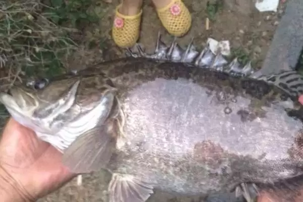 花骨鱼等鱼刺情况 (花骨鱼等鱼是否小刺较多)插图2 花骨鱼等鱼刺情况 (花骨鱼等鱼是否小刺较多)插图2