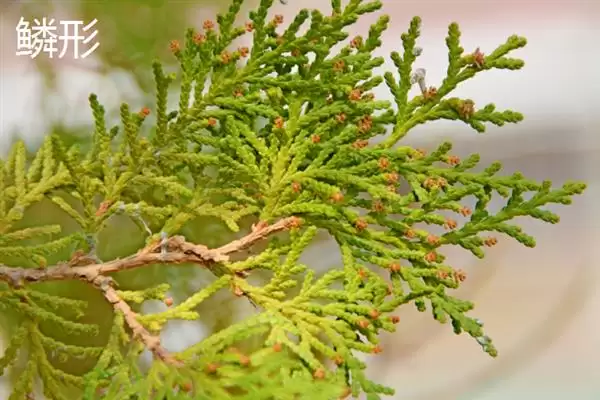 树叶常见颜色种类 (树叶常见颜色是否有绿、金黄、红等)插图13