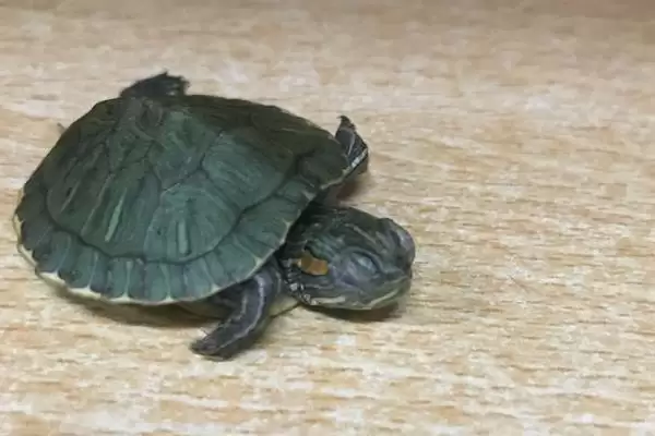 巴西龟作息习性 (巴西龟是否夜晚睡觉)插图1 巴西龟作息习性 (巴西龟是否夜晚睡觉)插图1