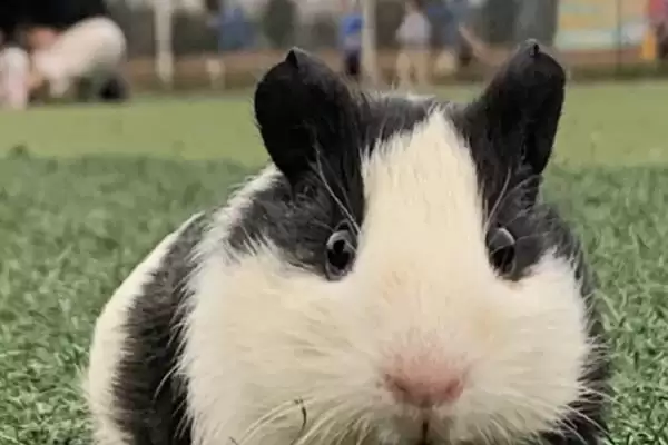 豚鼠喂养食物种类 (豚鼠是否可喂食杂草和蔬菜)插图1