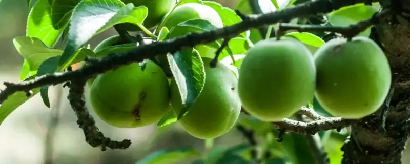 青梅成熟季节 (青梅是否在秋季成熟)-会东网