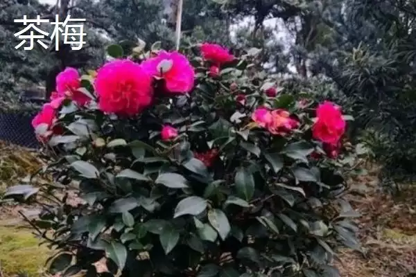 茶花植株特征 (茶花是否叶片薄、植株高大)插图3