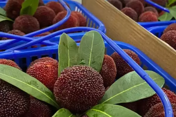 荸荠杨梅与东魁杨梅味道 (荸荠杨梅与东魁杨梅味道是否依个人口味而异)插图2 荸荠杨梅与东魁杨梅味道 (荸荠杨梅与东魁杨梅味道是否依个人口味而异)插图2