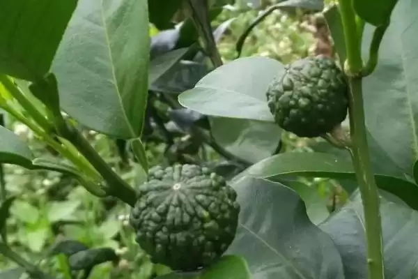 毒死蜱防治害虫种类 (毒死蜱是否可防治多种害虫)插图2 毒死蜱防治害虫种类 (毒死蜱是否可防治多种害虫)插图2